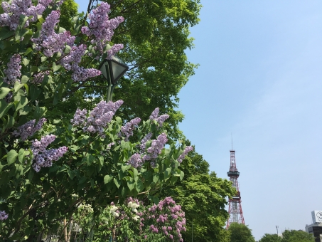 ライラックの木