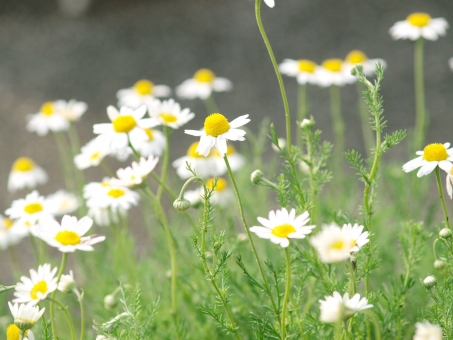 植物 コンパニオンプランツ組み合わせ一覧 暮らしの手作り