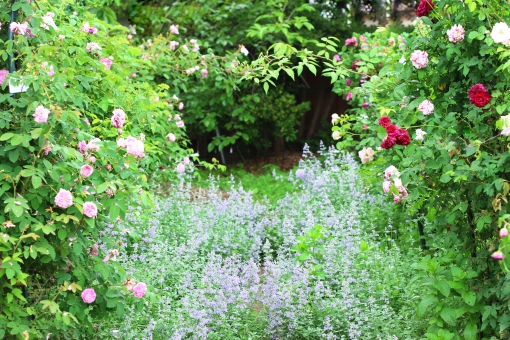 ローズガーデン 暮らしの手作り