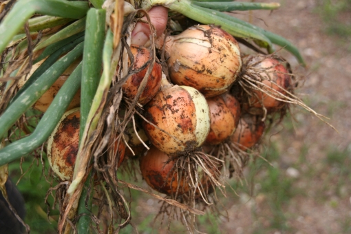 自然栽培 玉ねぎはズッキーニと交互に栽培 玉ねぎがズッキーニの病害虫を予防 土を肥沃にする豆と共に 暮らしの手作り