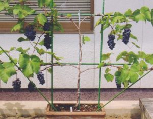 鉢植え果樹でも美味しい果実を実らせるコツ 南国産の柑橘類やトロピカルフルーツも鉢植えなら育てられる 暮らしの手作り