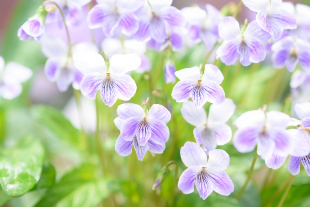 雑草 花が美しい草は抜かずに庭に活かす 可愛い雑草の花 その土地に適応している手間のかからない草花 暮らしの手作り