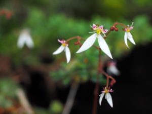 ユキノシタの花