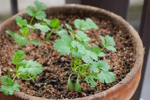コリアンダーの鉢植え