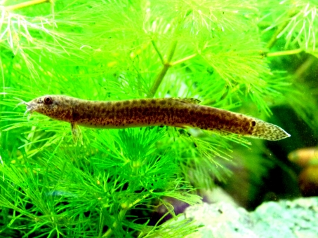 ドジョウ 暮らしの手作り