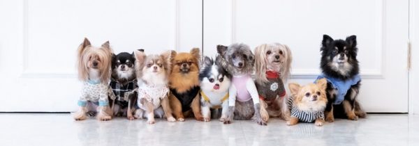 洋服を着た色々な犬