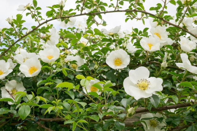 バラ 別の場所へ移植する時の注意点とコツ 薔薇の引っ越し 庭木も植え替えで更新されてリフレッシュ 暮らしの手作り