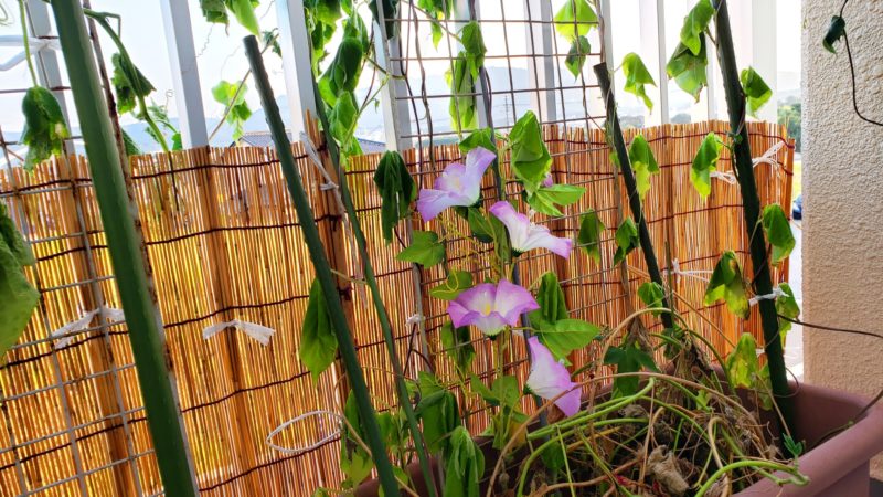 すだれと朝顔のベランダ 暮らしの手作り