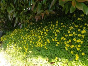 ジシバリの花