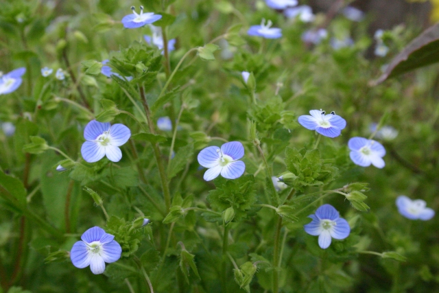 雑草 花が美しい草は抜かずに庭に活かす 暮らしの手作り