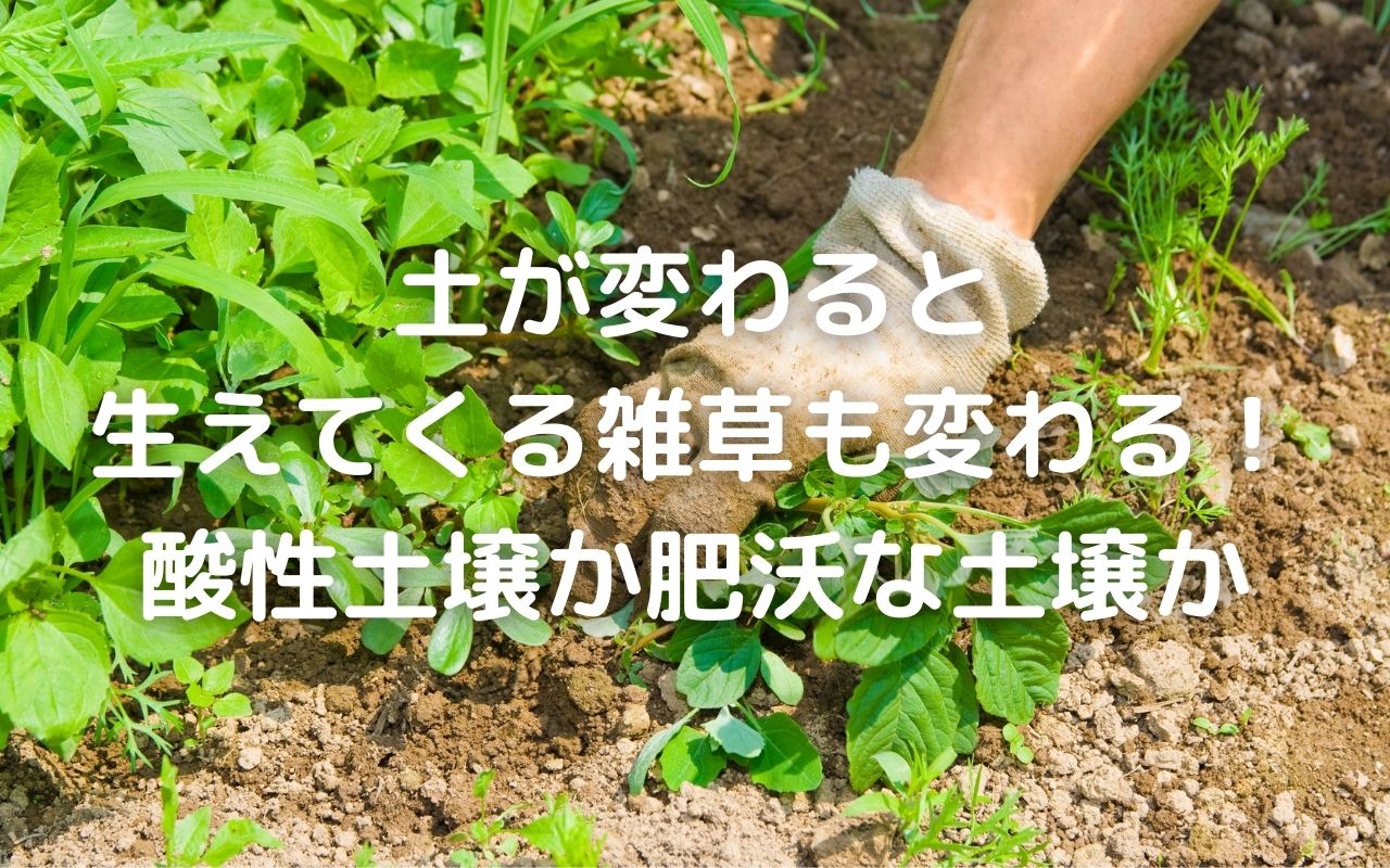 土作り 庭に生える雑草で見分ける土の性質 土が変わると生える雑草も変わる 酸性土壌か肥沃な土壌か 暮らしの手作り