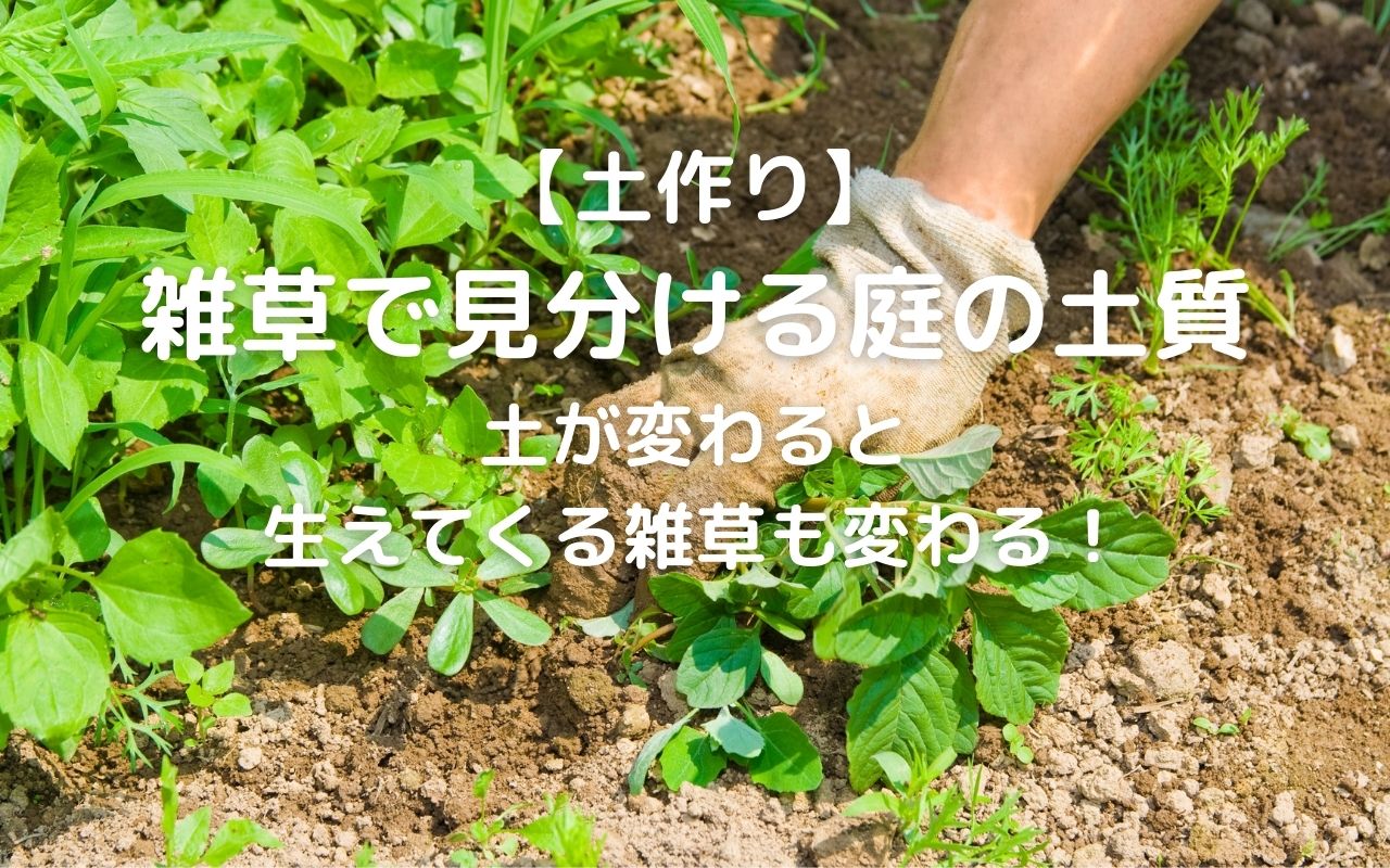 土作り 雑草で見分ける庭の土質 土が変わると 生えてくる雑草も変わる 暮らしの手作り