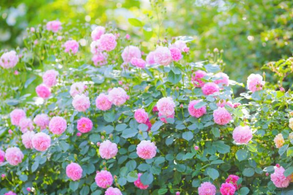 バラ 剪定 誘引の時期と方法 整えるコツ 春のバラは切り花で楽しむ 枝を切って新芽を伸ばしてやる 暮らしの手作り