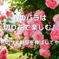 春のバラは 切り花で楽しむ♪ 枝を切って新芽を伸ばしてやる