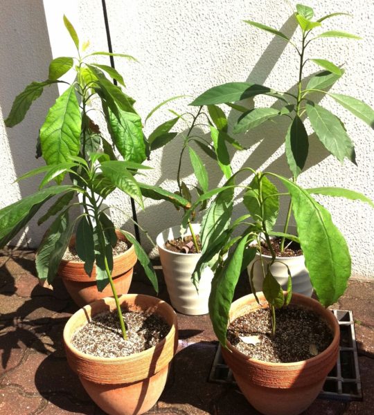 アボカド鉢植え幼木