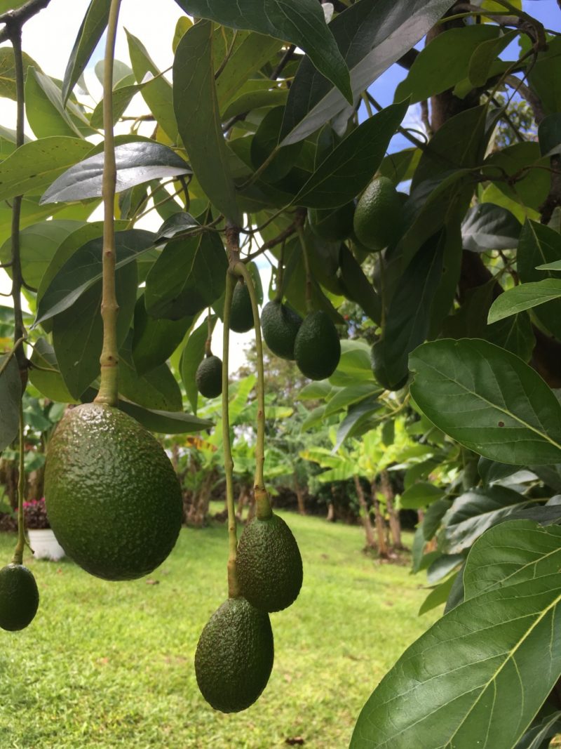 アボカド 剪定と育て方で果実を実らせる 果樹を育てるコツ 植える場所の気温と土質 枝の付け方が大事 暮らしの手作り