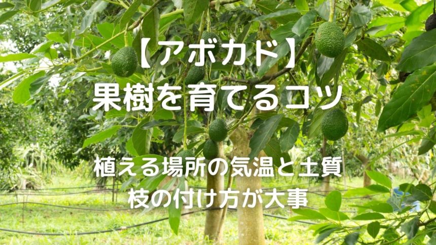 アボカド 剪定と育て方で果実を実らせる 果樹を育てるコツ 植える場所の気温と土質 枝の付け方が大事 暮らしの手作り
