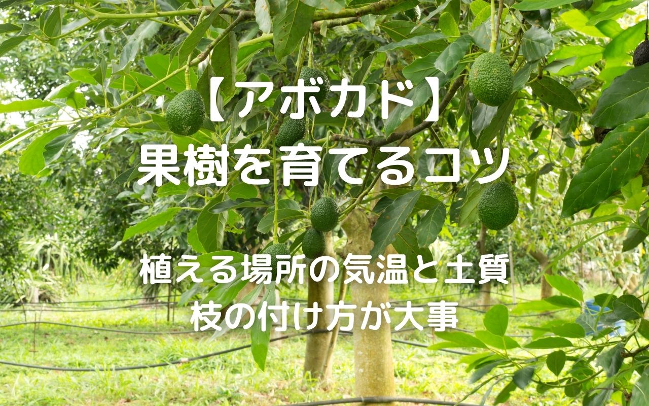 アボカド 剪定と育て方で果実を実らせる 果樹を育てるコツ 植える場所の気温と土質 枝の付け方が大事 暮らしの手作り