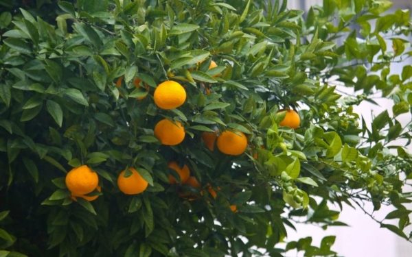 柑橘果樹