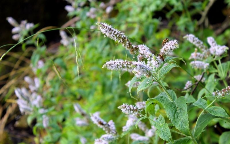 バラ コンパニオンプランツで元気に育てる バラと相性の良いハーブ 花の色で組み合わせると綺麗 暮らしの手作り