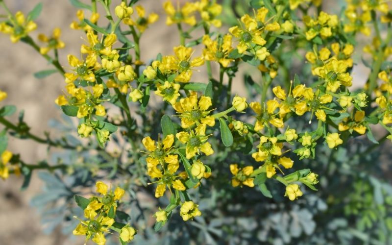 バラ コンパニオンプランツで元気に育てる バラと相性の良いハーブ 花の色で組み合わせると綺麗 暮らしの手作り