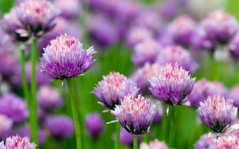 バラ コンパニオンプランツで元気に育てる バラと相性の良いハーブ 花の色で組み合わせると綺麗 暮らしの手作り