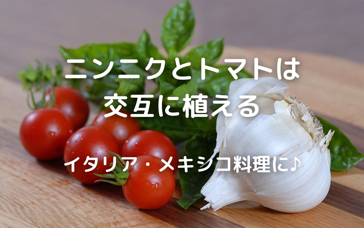 自然栽培 トマトはニラ バジルと共に栽培 ニンニクとトマトは交互に植えてイタリア メキシコ料理に 暮らしの手作り