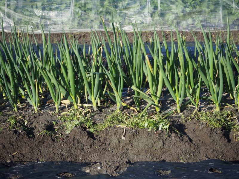 自然栽培 ジャガイモは長ネギと交互に栽培 連作障害が起きず 土がリフレッシュされる 暮らしの手作り