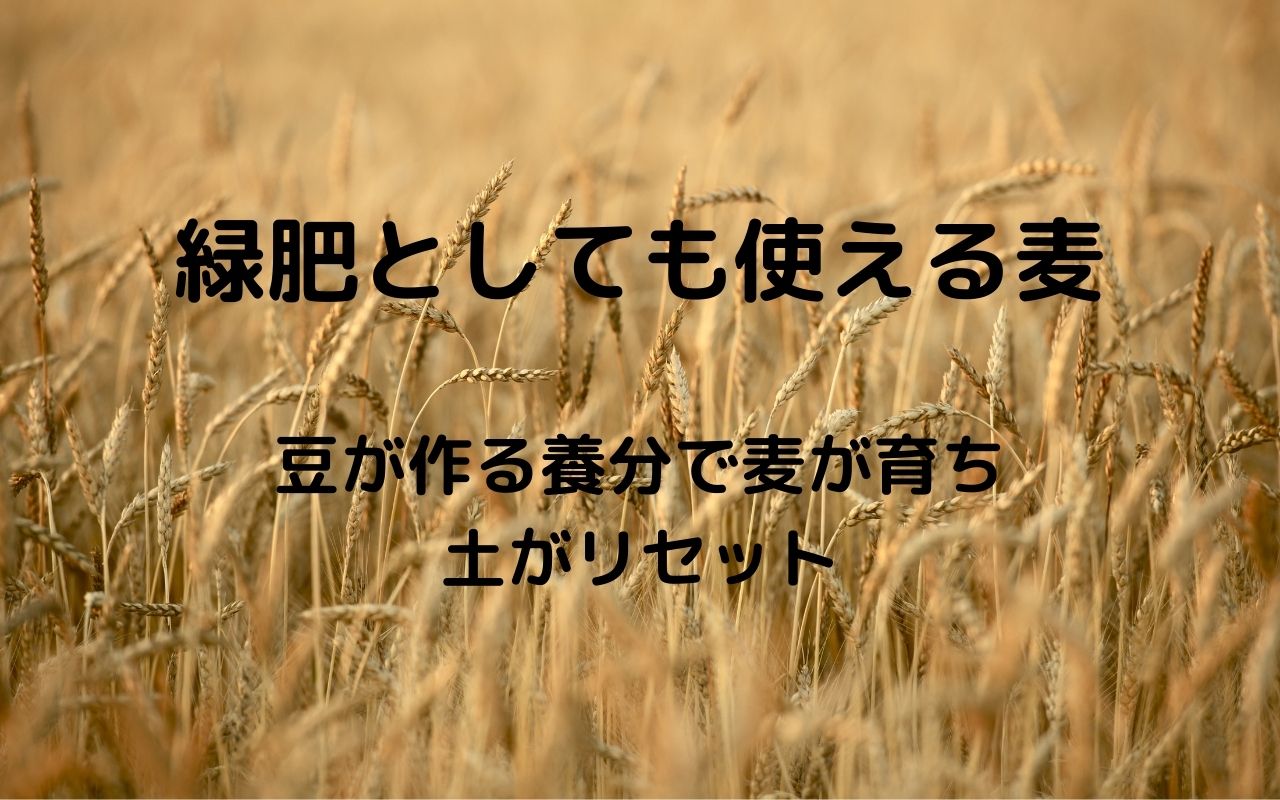 自然栽培 豆類と麦類は交互に育てると良い 緑肥として使える麦 豆が作る養分で麦が育ち土がリセット 暮らしの手作り