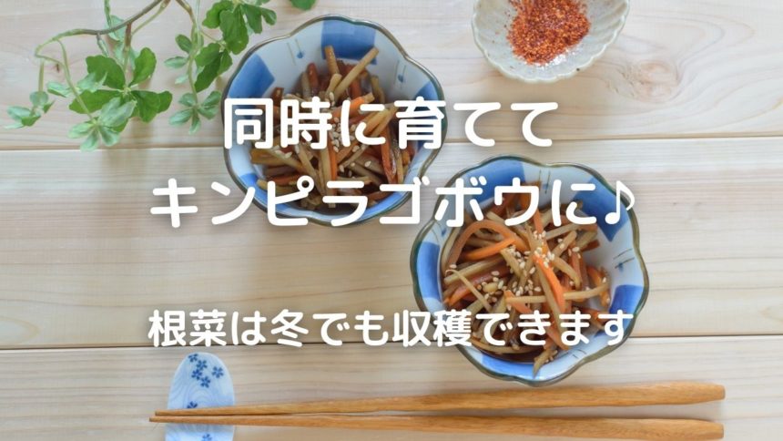 自然栽培 ニンジンとゴボウは一緒に植える 同時に育ててキンピラゴボウに 根菜は冬でも収穫できます 暮らしの手作り