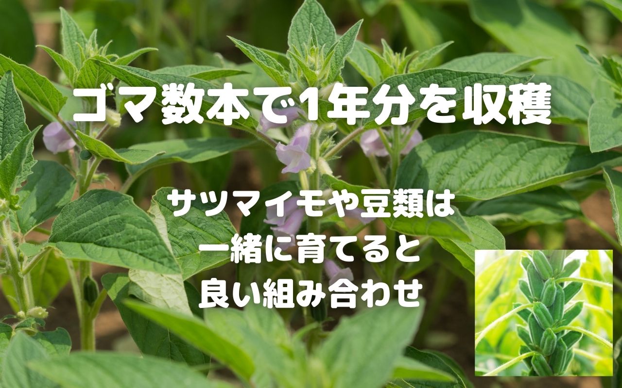 自然栽培 ゴマは数本で充分な収量が採れる 胡麻のコンパニオンはサツマイモ 麦類 枝豆 ラッカセイ 暮らしの手作り