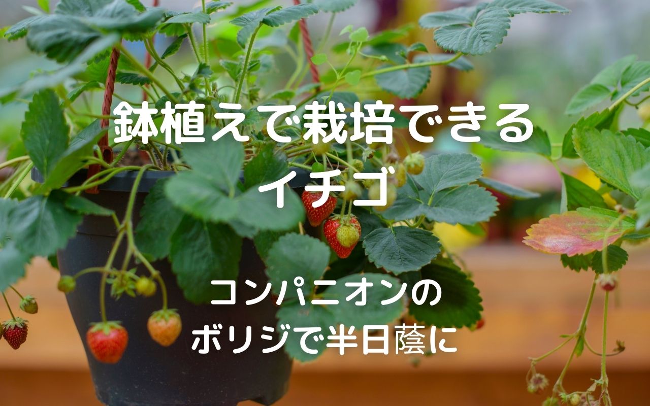 果物 イチゴを育てて実を楽しむ栽培のコツ 鉢植えで栽培できるイチゴ コンパニオンのボリジで半日蔭 暮らしの手作り