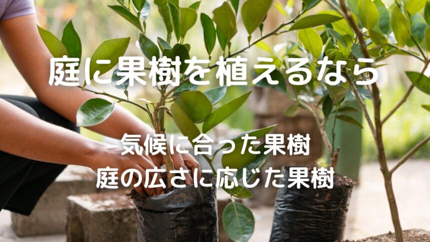 果樹 庭に植える果物の木を選ぶ時の注意点 暮らしの手作り