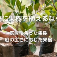 庭に果樹を植えるなら 気候に合った果樹 庭の広さに応じた果樹