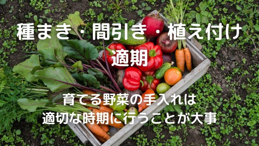 自然栽培カレンダー 種まき 間引き 植え付け適期 野菜の手入れは適切な時期に行うことが大事 暮らしの手作り