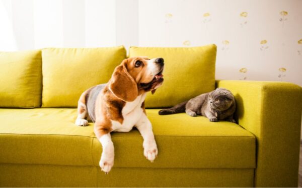 黄色いソファに座るビーグル犬と猫
