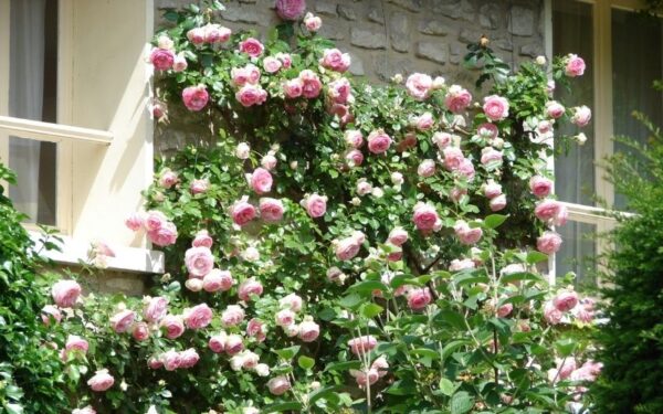 ピンクのバラが咲く家の壁