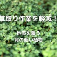 草取り作業を軽減！ 地表を覆う 背の低い植物