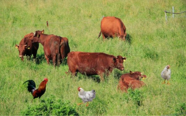 草地にいる牛と鶏
