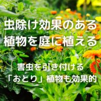 虫除け効果のある 植物を庭に植える 害虫を引き付ける 「おとり」植物も効果的