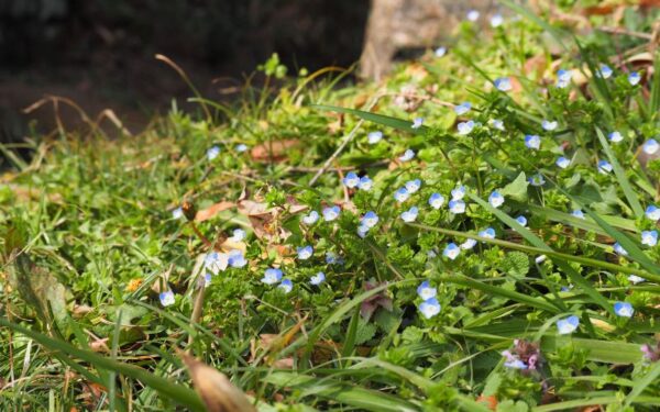 雑草 花が美しい草は抜かずに庭に活かす 暮らしの手作り