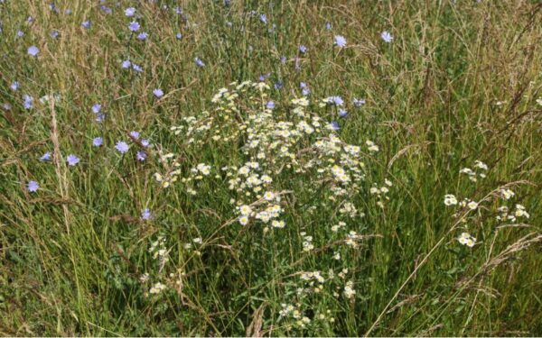 雑草 花が美しい草は抜かずに庭に活かす 暮らしの手作り