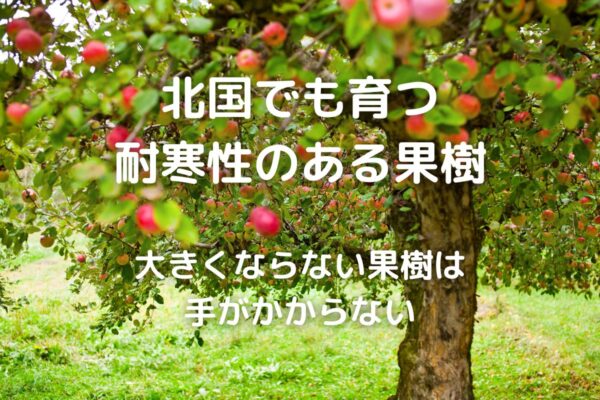 果樹 庭に植える果物の木を選ぶ時の注意点 暮らしの手作り