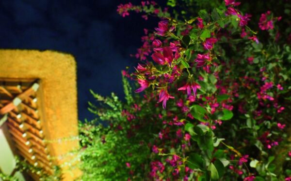 雑草 花が美しい草は抜かずに庭に活かす 暮らしの手作り 雑草 花が美しい草は抜かずに庭に活かす 暮らしの手作り