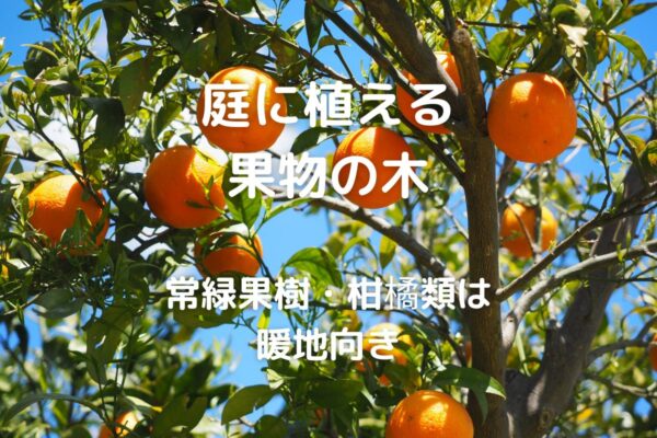 果樹 庭に植える果物の木を選ぶ時の注意点 暮らしの手作り
