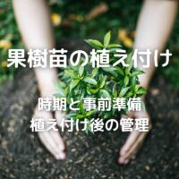 果樹苗の植え付け