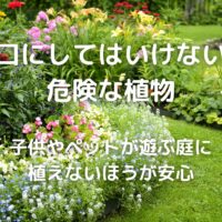 口にしてはいけない 危険な植物 子供やペットが遊ぶ庭に 植えないほうが安心