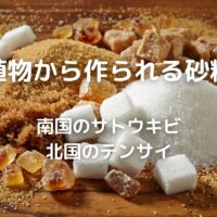 植物から作られる砂糖 南国のサトウキビ 北国のテンサイ