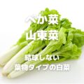 べか菜 山東菜 結球しない 葉物タイプの白菜