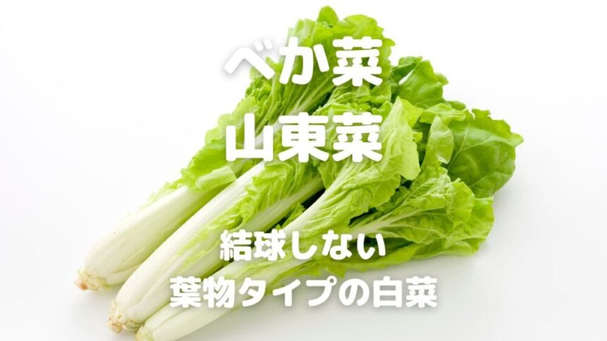 べか菜 山東菜 結球しない 葉物タイプの白菜